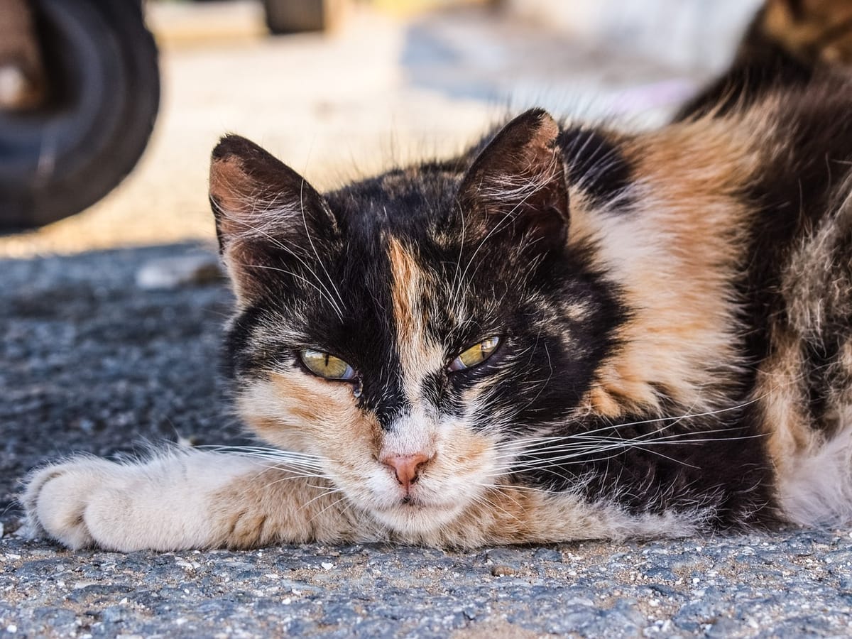 Is it easier to abort a baby than dispose of a feral cat?